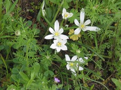 Ornithogalum baeticum