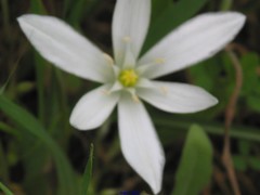 Ornithogalum baeticum