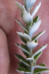 Senecio pauciflosculosus