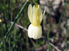 Narcissus triandrus pallidulus