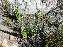 Senecio pauciflosculosus