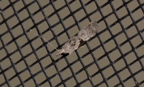 Anarsia molybdota Meyrick, 1904