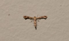 Nippoptilia cinctipedalis