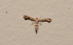 Nippoptilia cinctipedalis