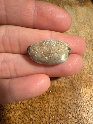 Cypraea isabella observed 2025-12-10