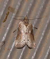 Nycteola indica
