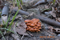 Flammulina velutipes