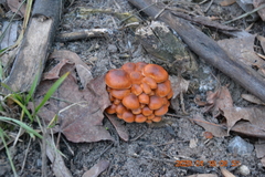 Flammulina velutipes