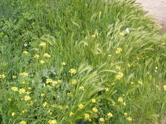 Hordeum murinum leporinum