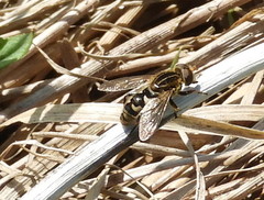 Anasimyia anausis
