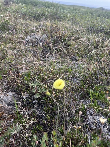 Arctic Poppy (Oreomecon radicata)