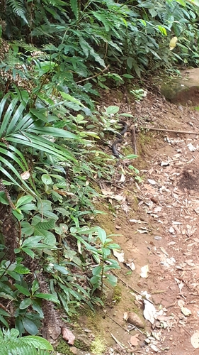 White-crowned Snake sighting
