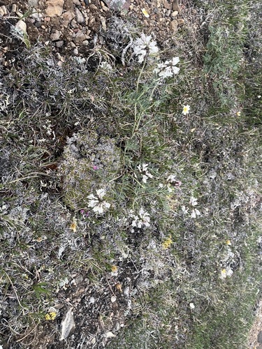 Indian Milkvetch (Astragalus australis)