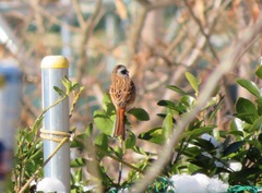 Emberiza cioides