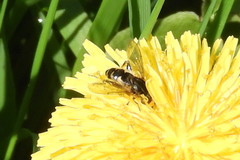 Anasimyia anausis