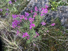Northern Sweetvetch (Hedysarum boreale)