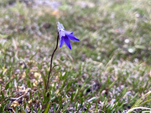 Arctic Harebell (Campanula uniflora)