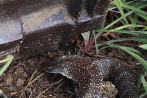 Tiger Snake sighting