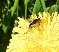 Anasimyia anausis
