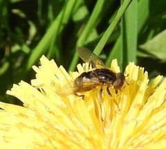 Anasimyia anausis