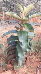 Miconia ferruginata