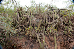 Cleistocactus samaipatanus