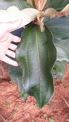 Miconia ferruginata