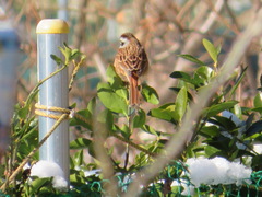 Emberiza cioides