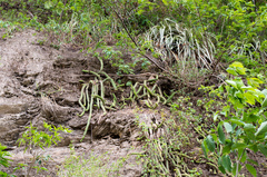 Cleistocactus samaipatanus