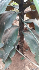 Miconia ferruginata