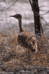 Eupodotis ruficrista