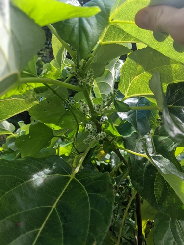 Pipturus argenteus observed 2020-01-19
