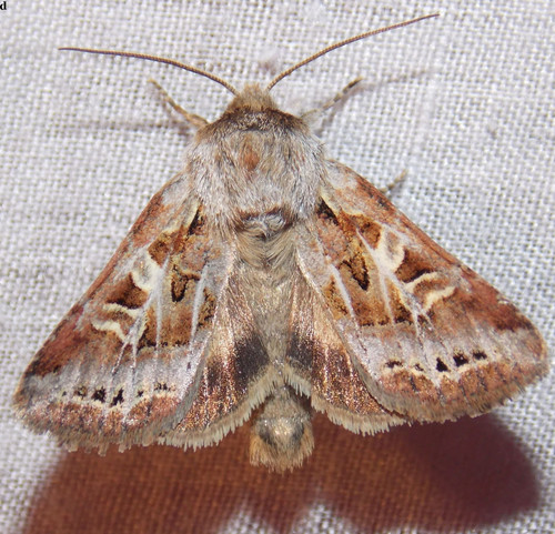 Wrinkled Trichordestra