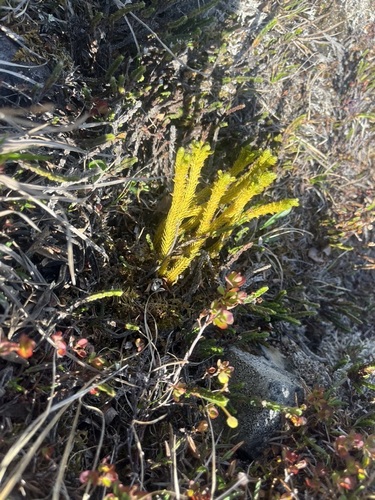Alpine firmoss (Huperzia continentalis)