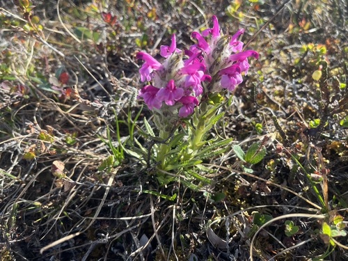 Woolly Lousewort (Pedicularis lanata)
