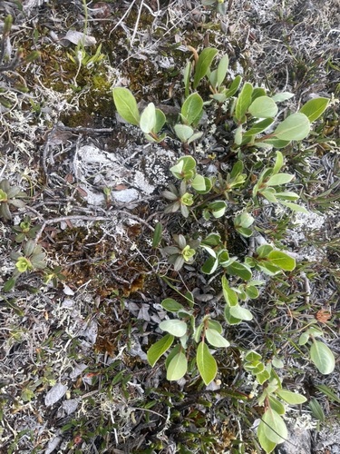 arctic willow (Salix arctica)