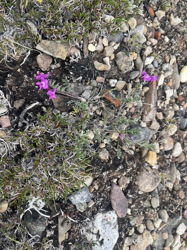 Arctic Locoweed (Oxytropis arctica)