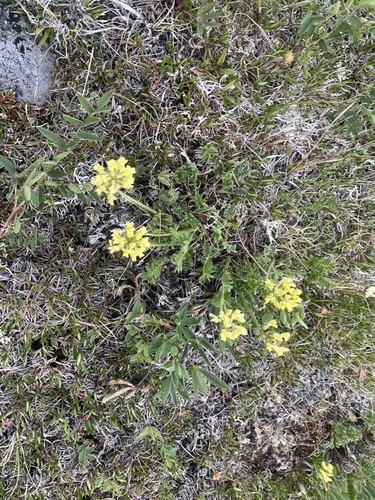Maydell's Point-vetch (Oxytropis maydelliana)
