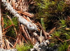 Acleris maculidorsana