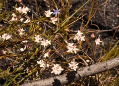 Lachnaea burchellii
