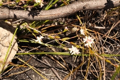 Lachnaea burchellii