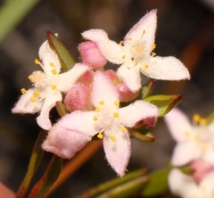 Lachnaea burchellii