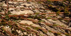 Lachnaea burchellii