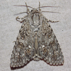 Acronicta impleta