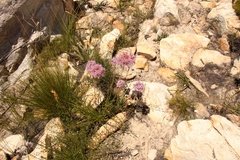 Dilatris ixioides