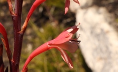 Watsonia fourcadei