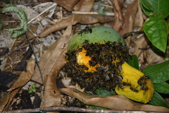 Apis mellifera unicolor