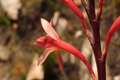 Watsonia fourcadei