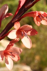 Watsonia fourcadei
