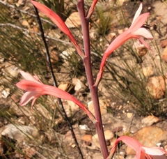 Watsonia fourcadei